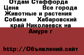 Отдам Стаффорда › Цена ­ 2 000 - Все города Животные и растения » Собаки   . Хабаровский край,Николаевск-на-Амуре г.